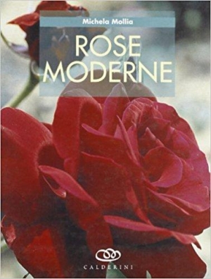 immagine 1 di Rose moderne