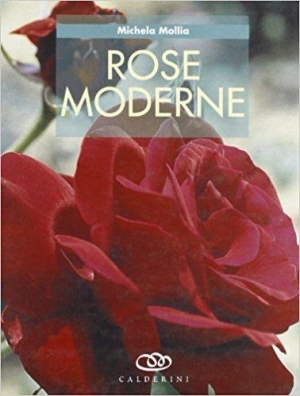 immagine 1 di Rose moderne